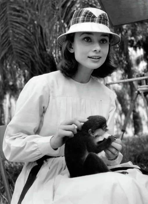 Framed Print : Audrey Hepburn Feeds Monkey Framed Print : Audrey Hepburn Feeds Monkey