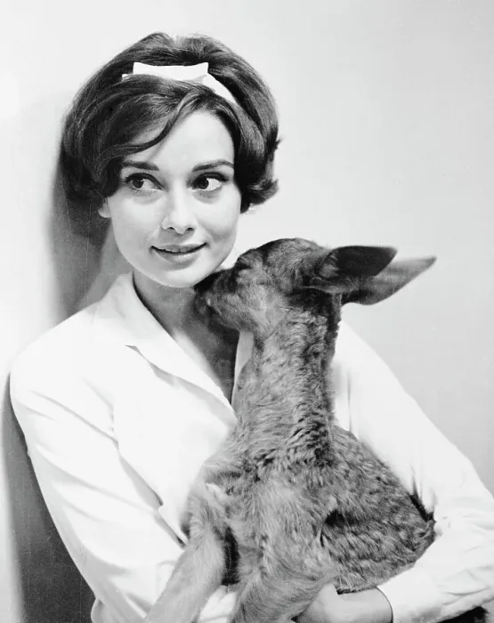 Framed Print : Audrey Hepburn Holding Her Pet Fawn Framed Print : Audrey Hepburn Holding Her Pet Fawn