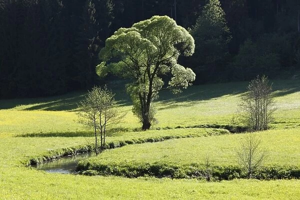 Aufsesstal valley, Aufsess River near Neuhaus, Little Switzerland, Upper Franconia, Franconia, Bavaria, Germany, Europe