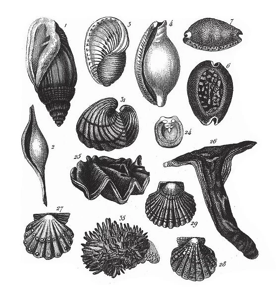 Auricula Midae, Representatives of the Phyla Mollusca, Echindermata, Ctenophora
