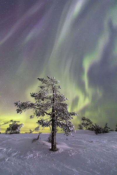 Aurora Borealis on the frozen tree Lapland Finland