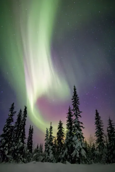Framed Print : Aurora borealis and snow covered trees Framed Print : Aurora borealis and snow covered trees