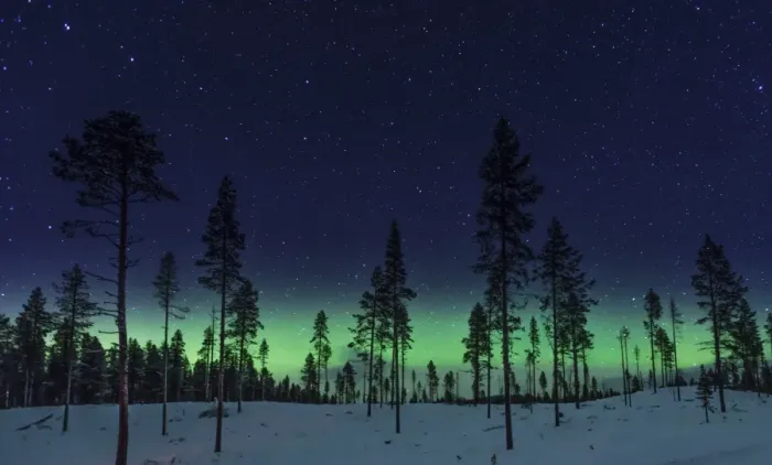 Framed Print : Aurora Forest Framed Print : Aurora Forest