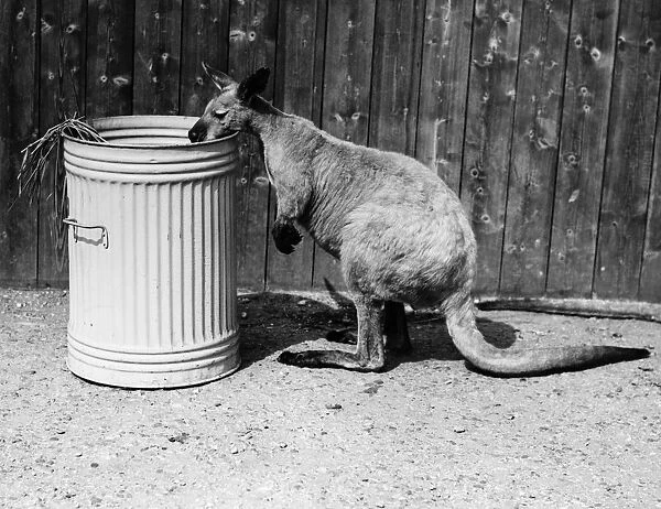 Aussie. 27th April 1938: Aussie, a kangaroo at London Zoo