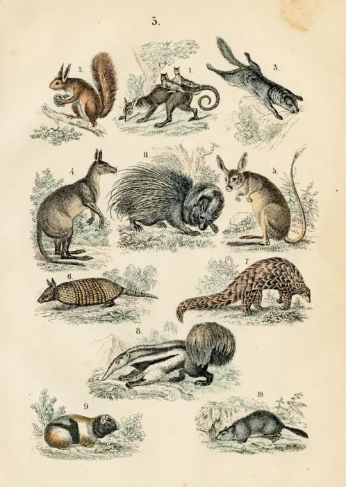 Framed Print : Australian animals: opossum, anteater, armadillo, kangaroo, pangolin engraving 1872 Framed Print : Australian animals: opossum, anteater, armadillo, kangaroo, pangolin engraving 1872