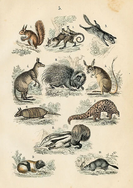 Australian animals: opossum, anteater, armadillo, kangaroo, pangolin engraving 1872