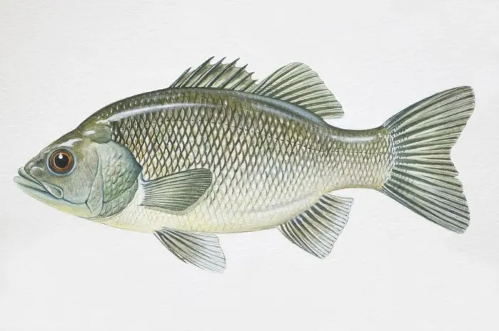 Framed Print : Australian Bass, Macquaria novemaculeata, side view Framed Print : Australian Bass, Macquaria novemaculeata, side view