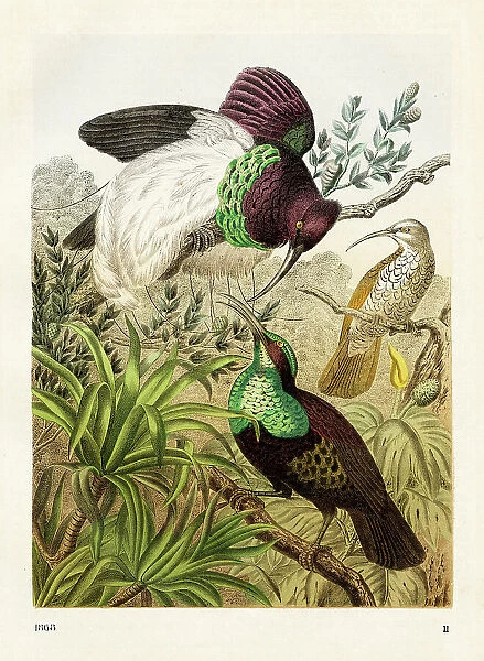 Australian show birds Chromolithograph 1868