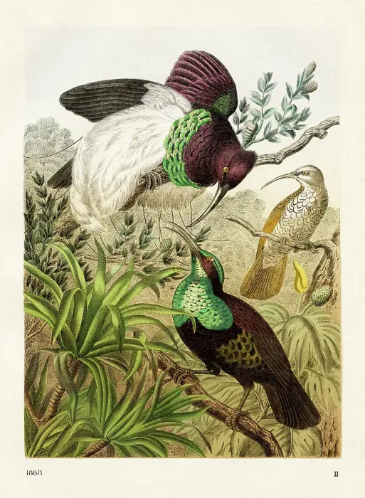 Framed Print : Australian show birds Chromolithograph 1868 Framed Print : Australian show birds Chromolithograph 1868