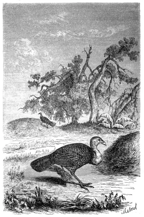Framed Print : Australian brush-turkey (Alectura lathami)