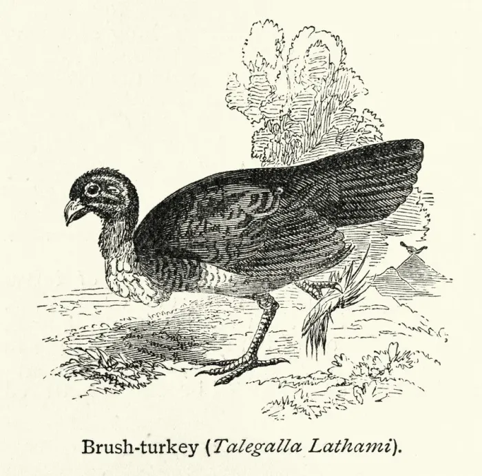 Framed Print : Australian brushturkey or gweela (Alectura lathami) Framed Print : Australian brushturkey or gweela (Alectura lathami)
