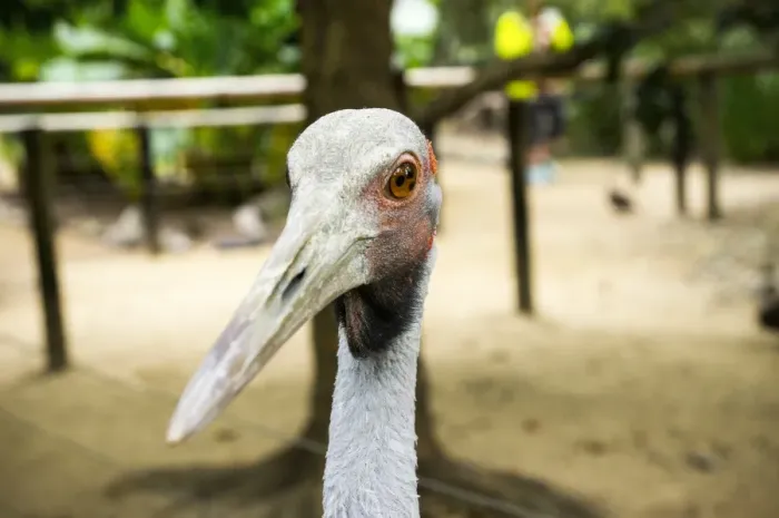 Framed Print : Australian Crane at Daintree National Park Framed Print : Australian Crane at Daintree National Park