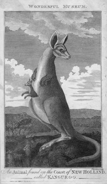 Framed Print : Australian Kangaroo