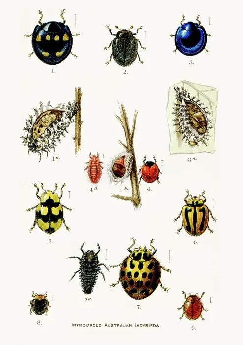 Framed Print : Australian Ladybirds engraving 1892 Framed Print : Australian Ladybirds engraving 1892