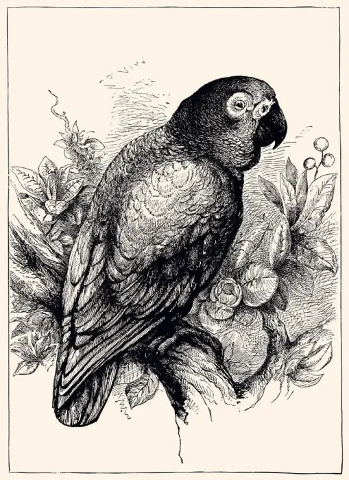 Framed Print : AUSTRALIAN PARROT (XXXL)