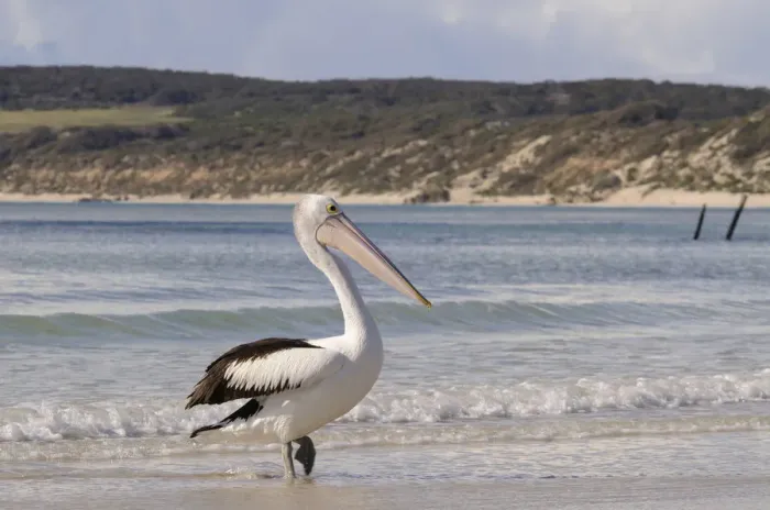 Framed Print : Australian pelican (Pelecanus conspicillatus)