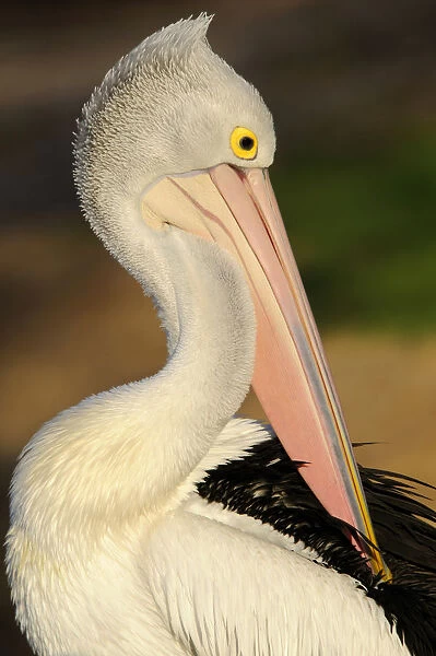 Australian pelican (Pelecanus conspicillatus), Australia