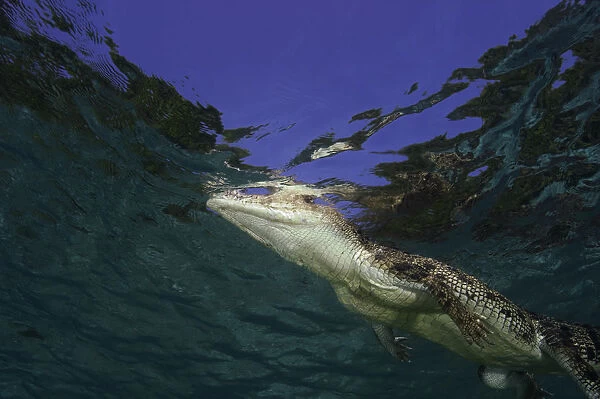 Australian saltwater crocodile (Crocodylus porosus), underwater view