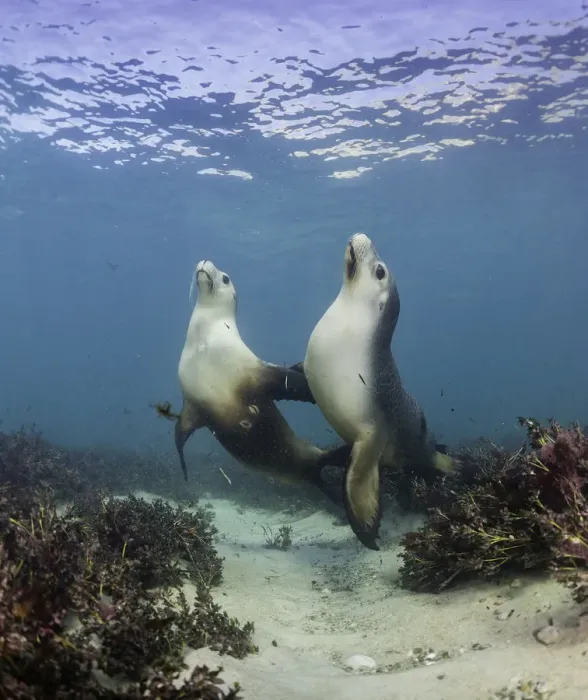 Framed Print : Australian Sea Lions Framed Print : Australian Sea Lions
