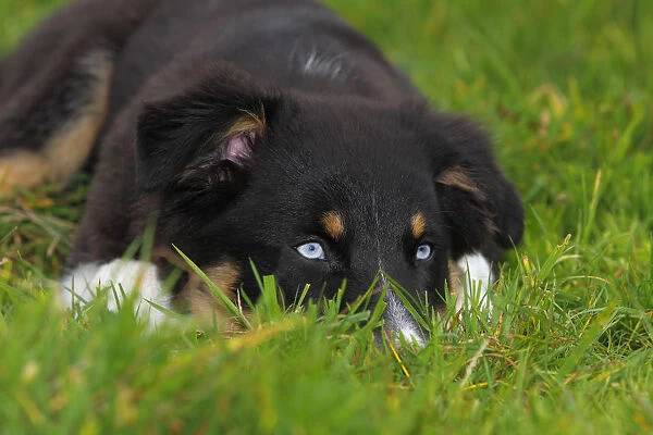 Australian Shepherd Black Tri puppy, male, with blue eyes