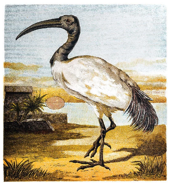 The Australian white ibis (Threskiornis molucca)