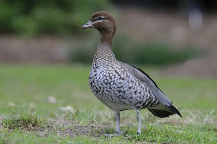 Framed Print : Australian wood duck, Maned duck, Maned goose (Chenonetta jubata), Australia