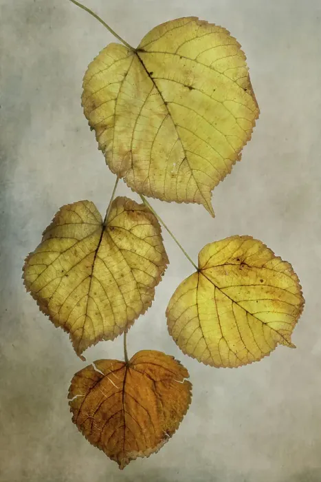 Framed Print : Autum leaves Framed Print : Autum leaves