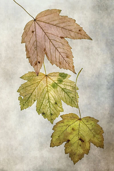 Autum leaves