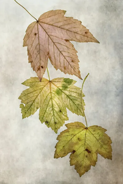Framed Print : Autum leaves Framed Print : Autum leaves