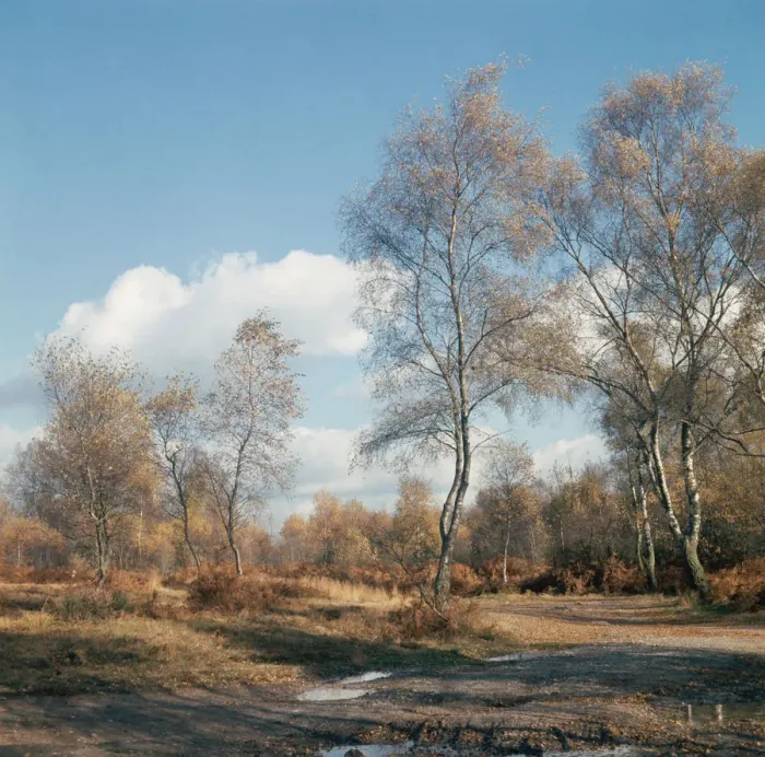 Framed Print : Autumn in Ashdown Forest, East Sussex, circa 1950 Framed Print : Autumn in Ashdown Forest, East Sussex, circa 1950