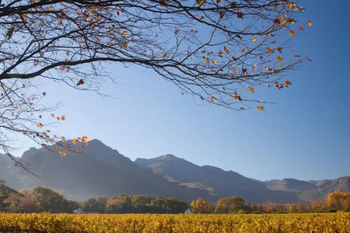 Framed Print : autumn, bare tree, clear sky, color image, day, field, franschoek, horizontal, landscape Framed Print : autumn, bare tree, clear sky, color image, day, field, franschoek, horizontal, landscape