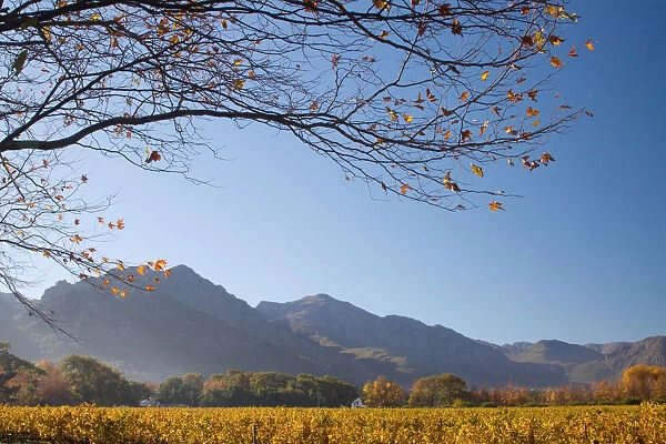 autumn, bare tree, clear sky, color image, day, field, franschoek, horizontal, landscape