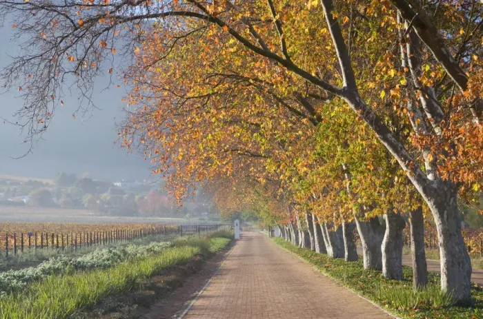Framed Print : autumn, beauty in nature, color image, country road, day, horizontal, in a row, landscape Framed Print : autumn, beauty in nature, color image, country road, day, horizontal, in a row, landscape