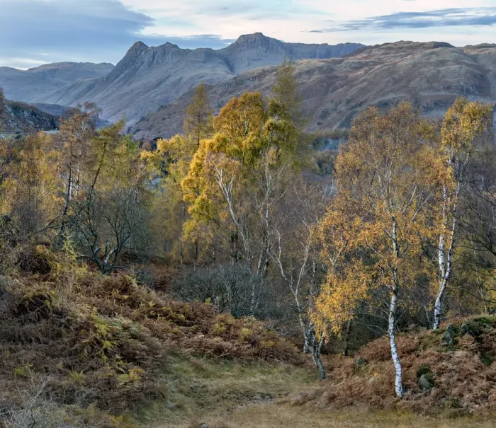 Framed Print : Autumn Birches in the Lake District