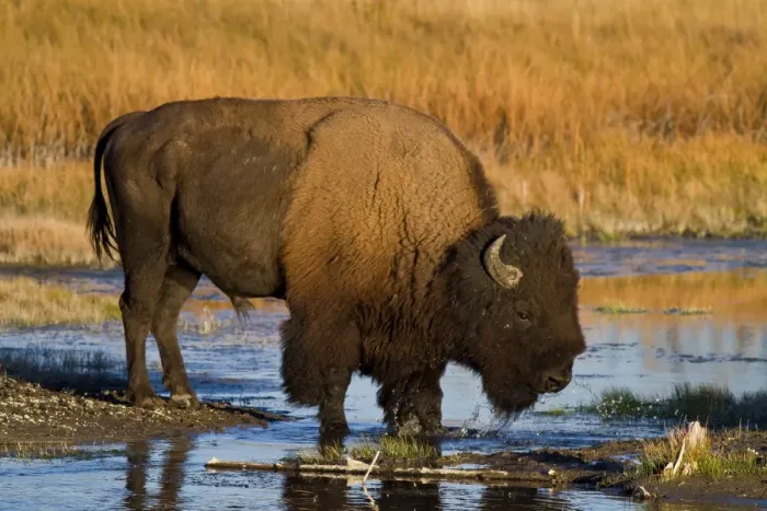 Framed Print : Autumn Of The Bison