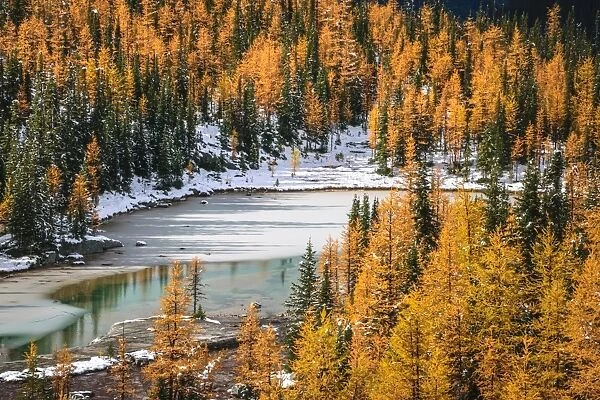 Autumn Color In Rocky Mountains, Lake O Hara, Yoho National Park, Canada
