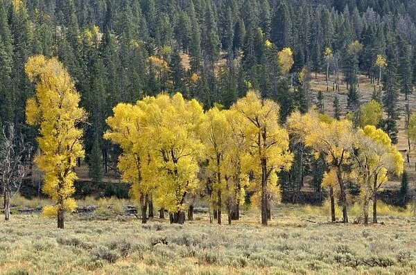 Autumn colored aspen trees and poplar trees -Populus sp. -, Lamar Valley, Yellowstone National Park, Wyoming, USA