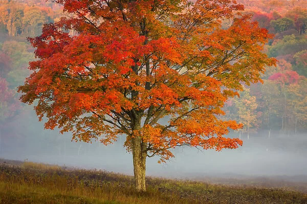Autumn colored tree with fog covered forest in background at Canaan Valley Resort State Park, Tucker County, West Virginia, USA