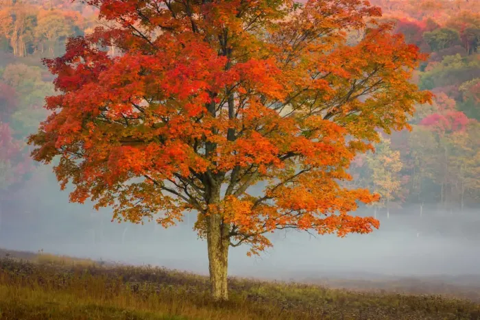 Framed Print : Autumn colored tree with fog covered forest in background at Canaan Valley Resort State Park, Tucker County, West Virginia, USA Framed Print : Autumn colored tree with fog covered forest in background at Canaan Valley Resort State Park, Tucker County, West Virginia, USA