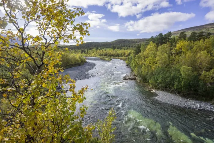 Framed Print : Autumn coloured birch trees on the Abiskojakka river, Abisko National Park, Norrbotten County, Sweden Framed Print : Autumn coloured birch trees on the Abiskojakka river, Abisko National Park, Norrbotten County, Sweden