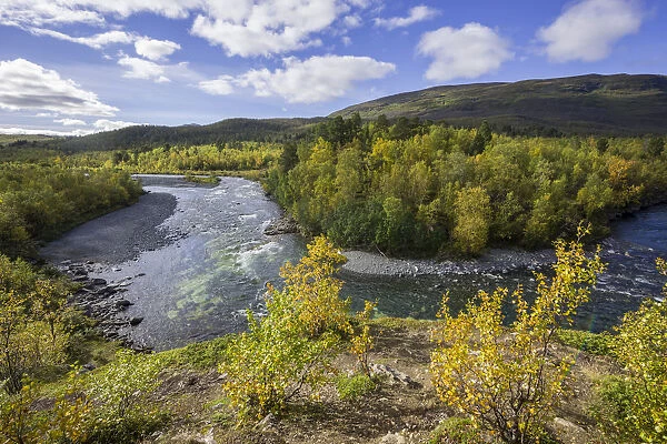 Autumn coloured birch trees on the Abiskojakka river, Abisko National Park, Norrbotten County, Sweden