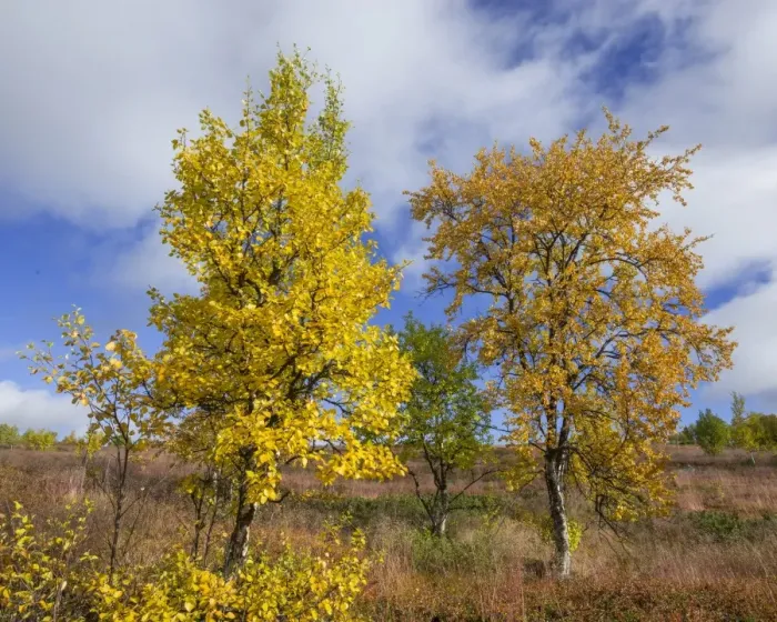 Framed Print : Autumn coloured Birch trees, Vindelfjaellen, Vaesterbotten County, Sweden Framed Print : Autumn coloured Birch trees, Vindelfjaellen, Vaesterbotten County, Sweden