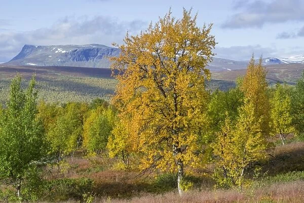 Autumn coloured Birch trees, Vindelfjaellen, Vaesterbotten County, Sweden