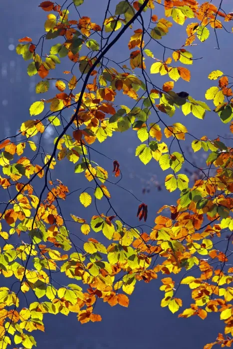 Framed Print : Autumn-coloured leaves, European Beech -Fagus sylvatica- Framed Print : Autumn-coloured leaves, European Beech -Fagus sylvatica-
