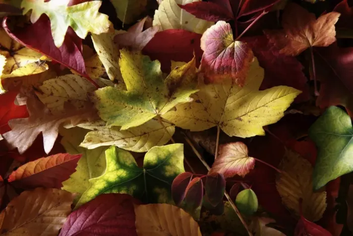 Framed Print : Autumn-coloured leaves of various deciduous trees Framed Print : Autumn-coloured leaves of various deciduous trees