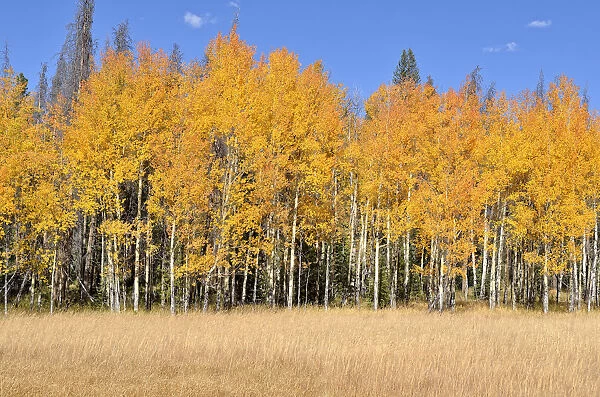 Autumn coloured Quaking Aspen -Populus tremuloides-, Kawuneeche Valley, Trail Ridge Road, Rocky Mountain National Park, Colorado, USA