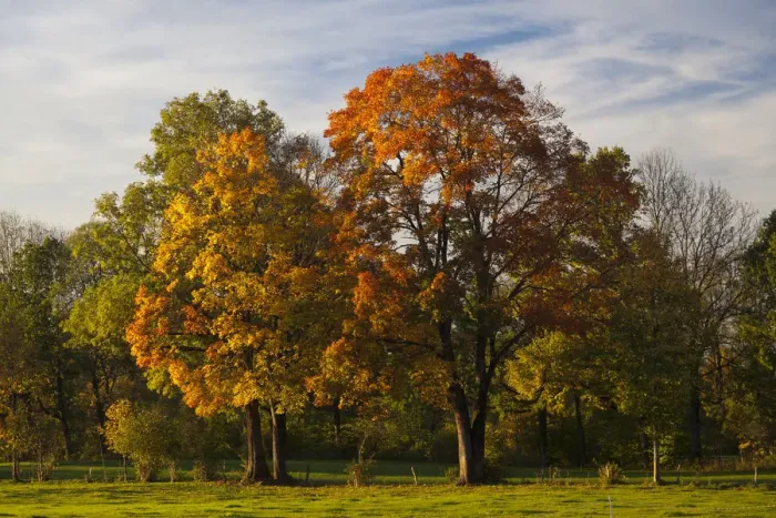 Framed Print : Autumn coloured trees in a meadow, Bad Toelz, Upper Bavaria, Bavaria, Germany Framed Print : Autumn coloured trees in a meadow, Bad Toelz, Upper Bavaria, Bavaria, Germany