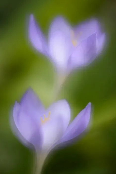 Framed Print : Autumn Crocus -Crocus speciosus- Framed Print : Autumn Crocus -Crocus speciosus-