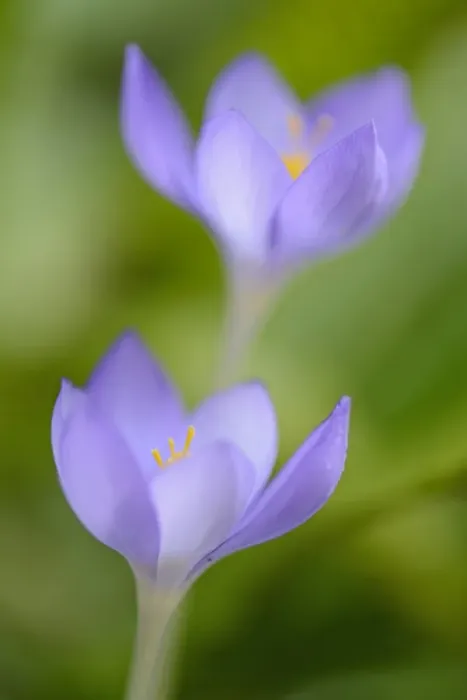 Framed Print : Autumn Crocus -Crocus speciosus-