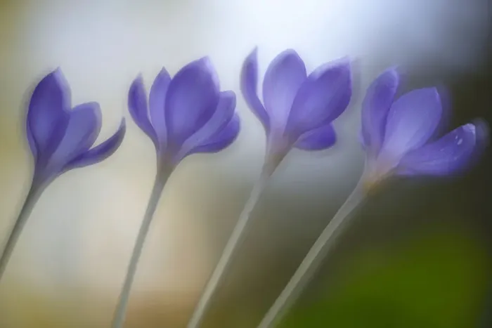 Framed Print : Autumn Crocus -Crocus speciosus- Framed Print : Autumn Crocus -Crocus speciosus-